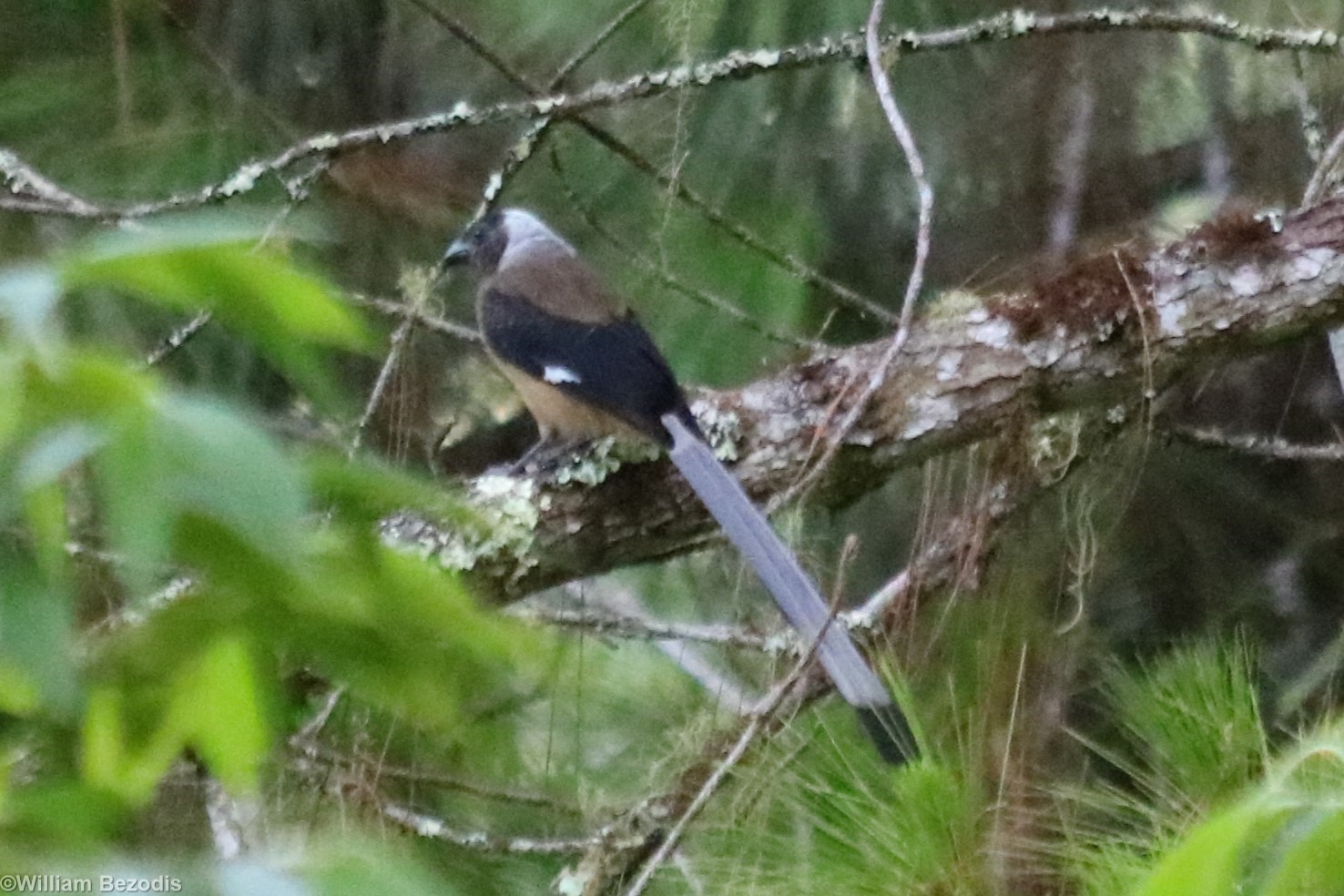 Sumatran Treepie - Tapan Road