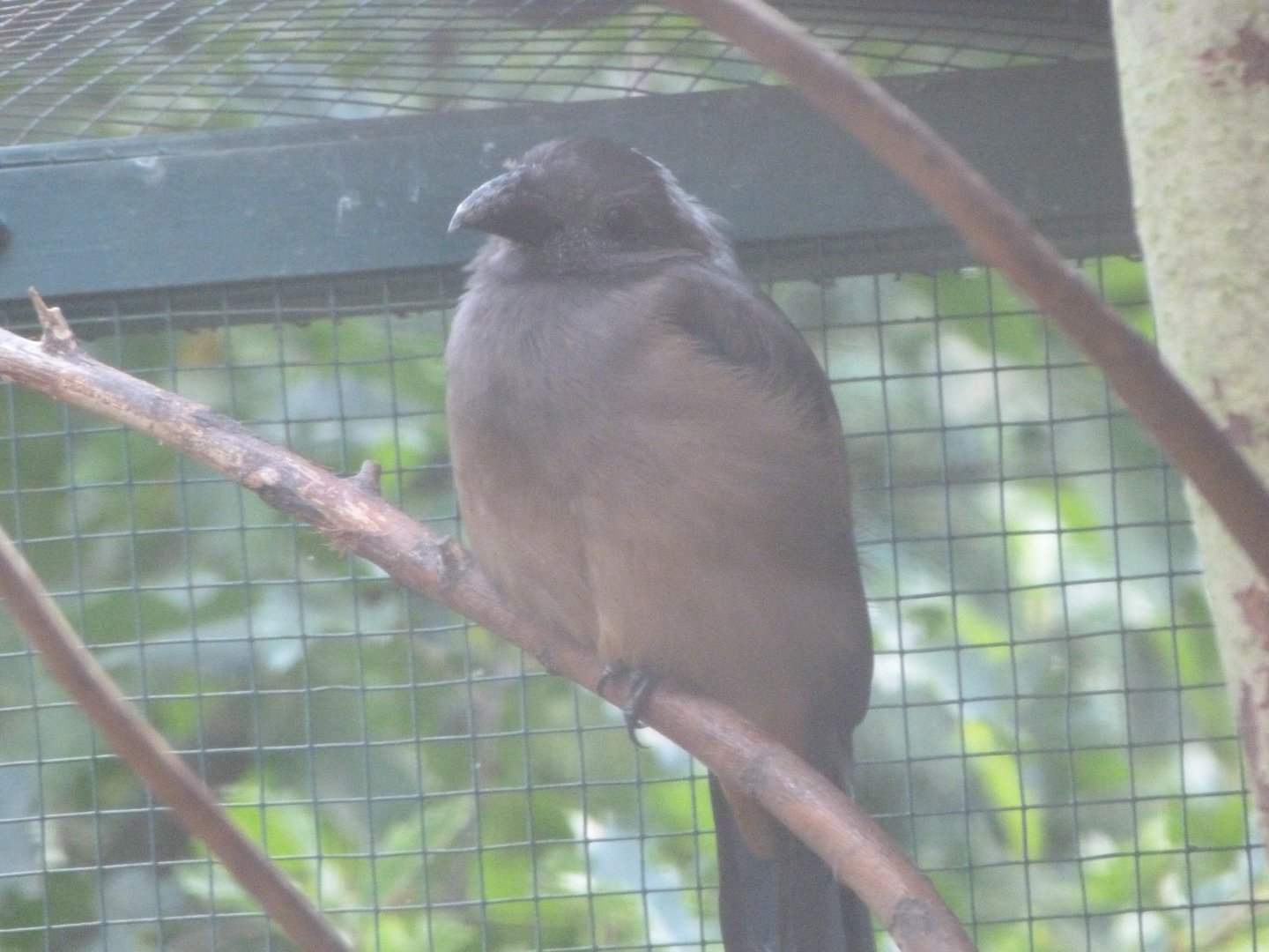 Sumatran treepie -Zoo Plzeň (2025)