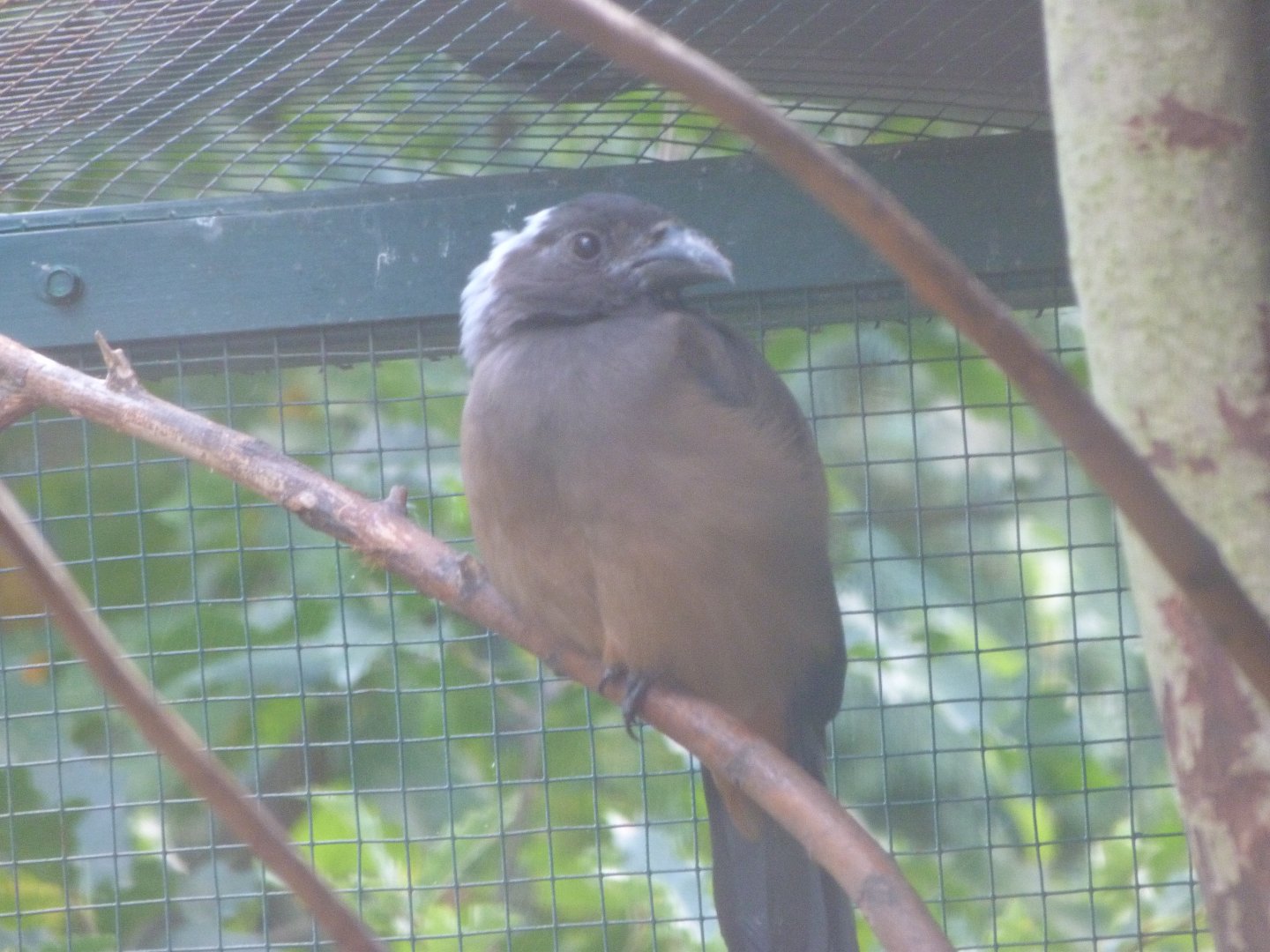Sumatran treepie -Zoo Plzeň (2025)