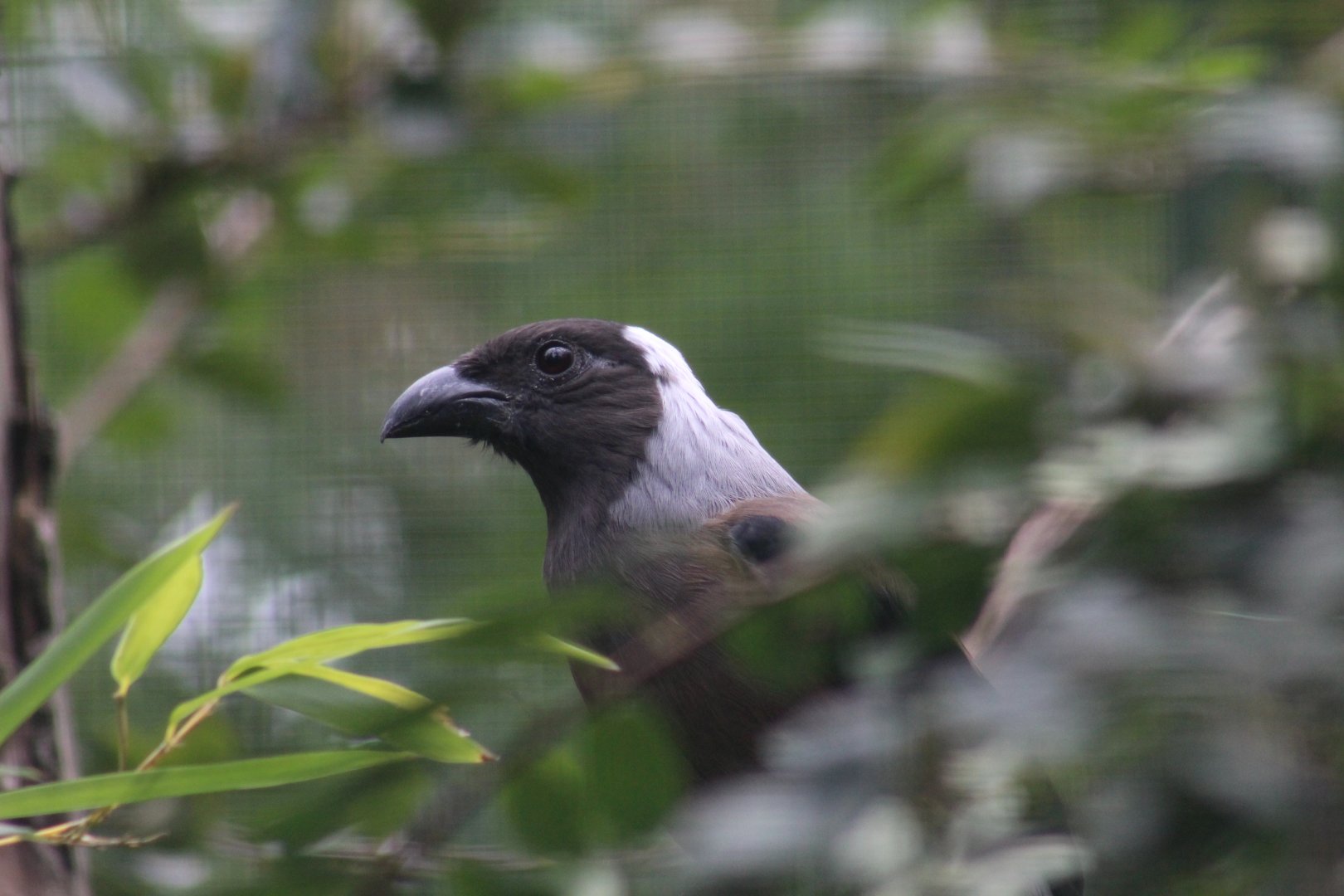 Sumatran Treepie