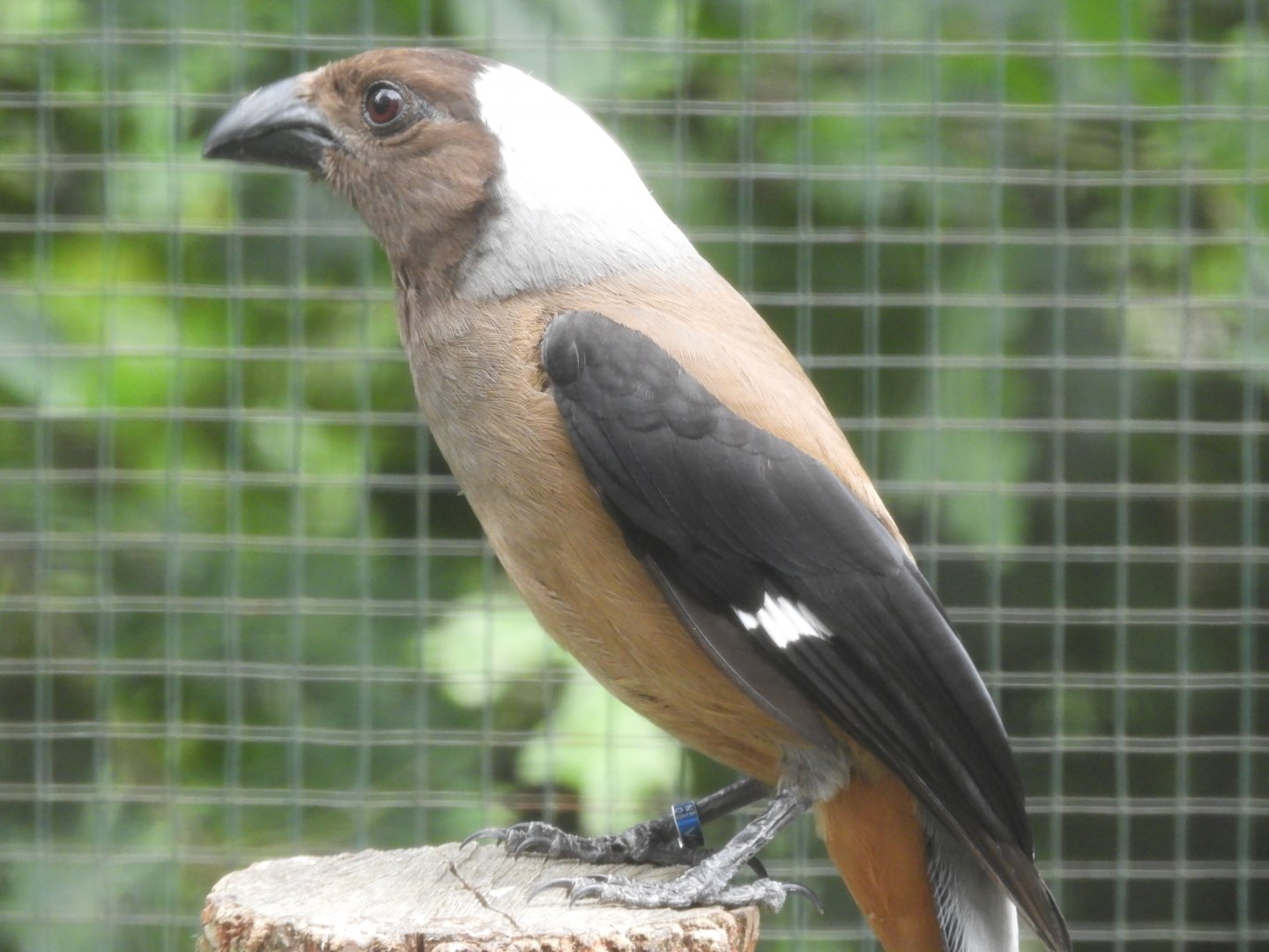 Sumatran treepie