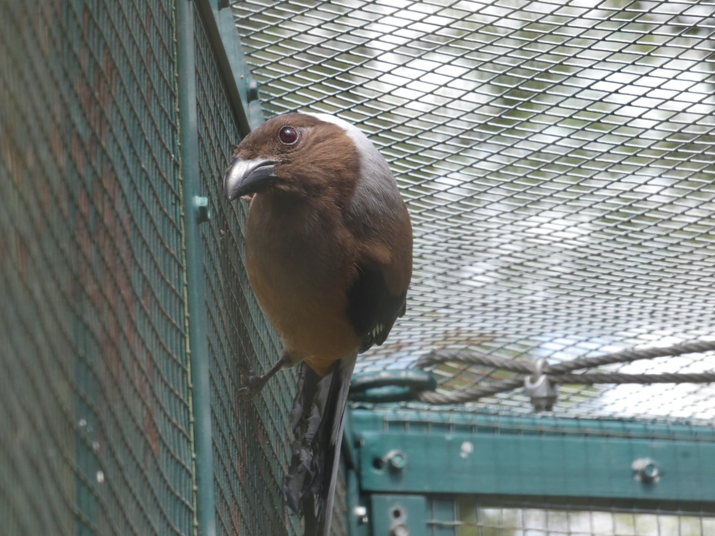 Sumatran treepie