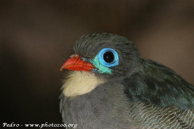 Sumatran trogon (Apalharpactes mackloti)