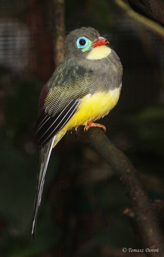 Sumatran Trogon (Harpactes mackloti) october 2009