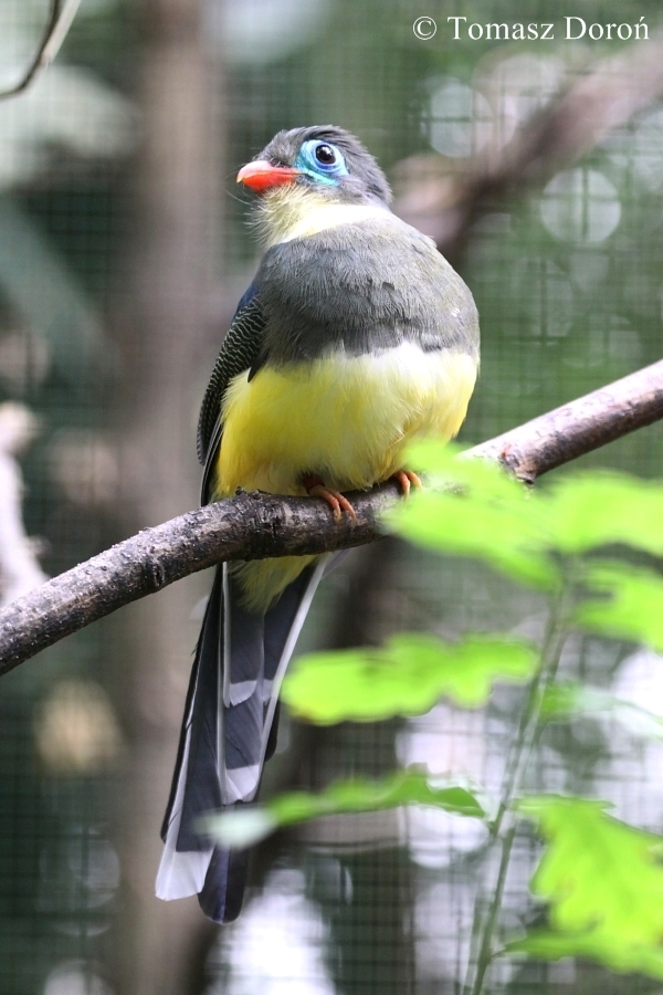 Sumatran Trogon (Harpactes reinwardtii mackloti / Apalharpactes mackloti)