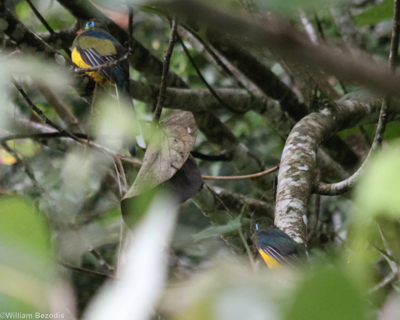 Sumatran Trogon Pair - Tapan Road