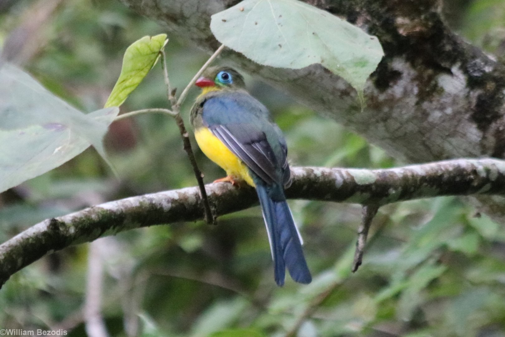 Sumatran Trogon - Tapan Road