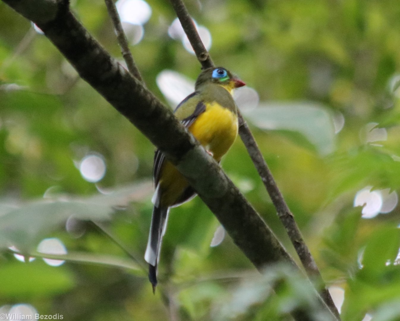Sumatran Trogon - Tapan Road