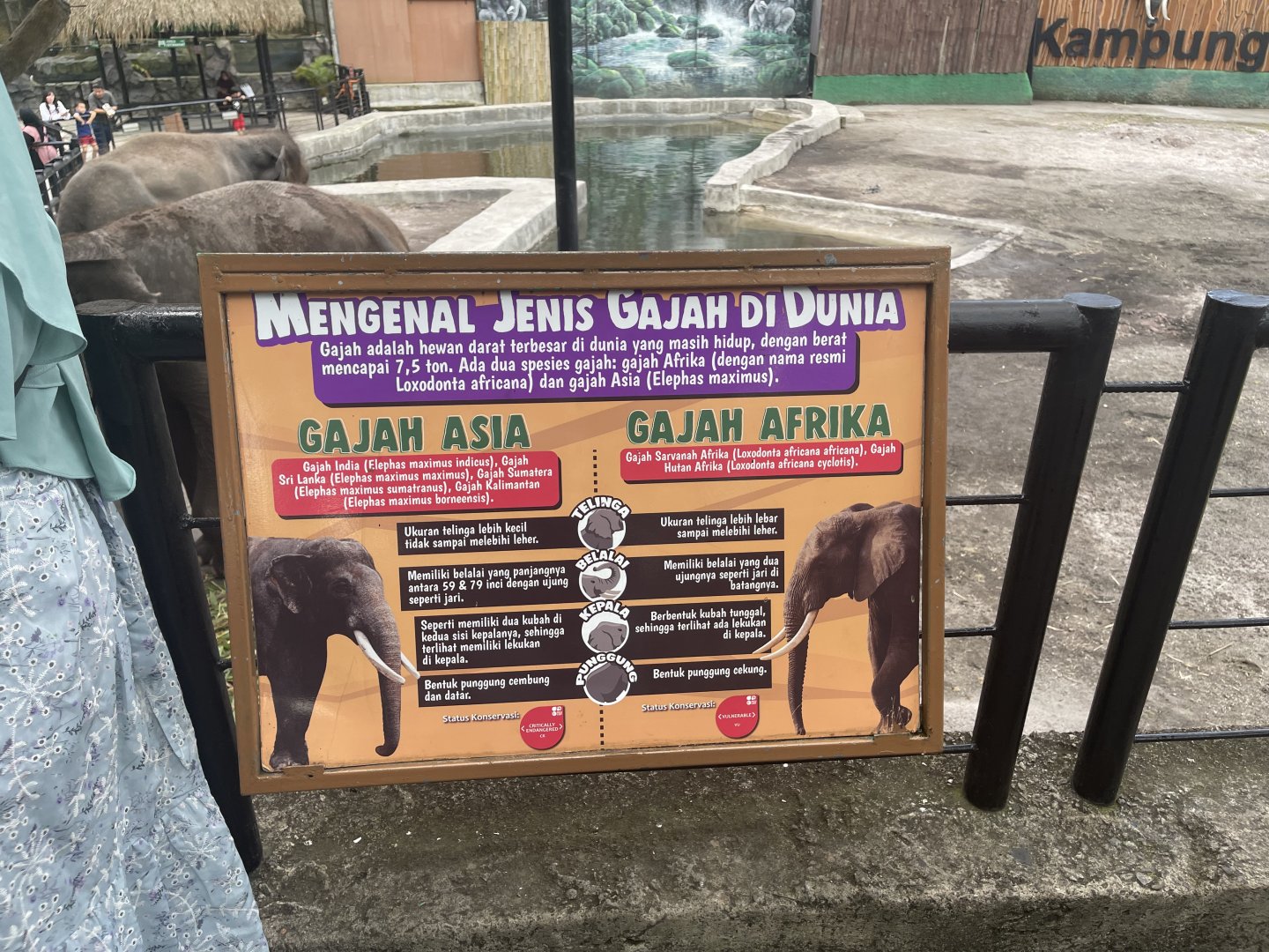 sumatran vs african elephant comparison signage