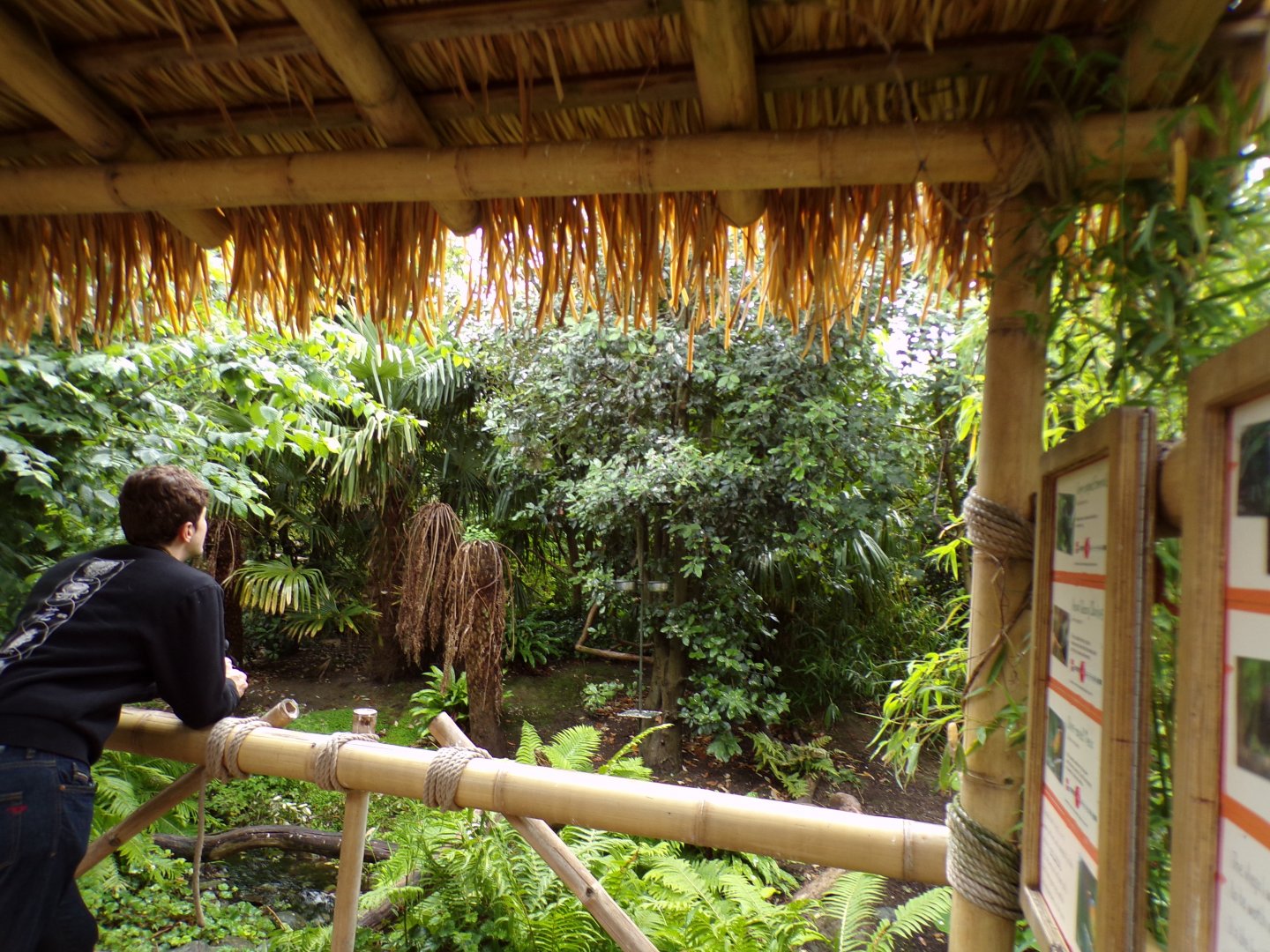 Sumatran walkthrough bird aviary 29.6.24