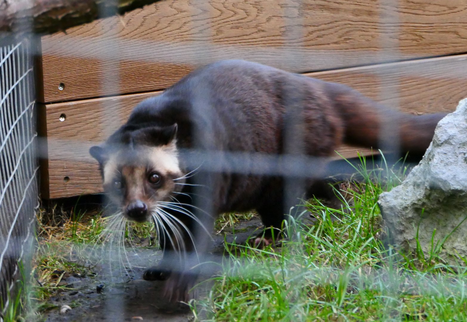Sumatran White-bearded Civet - 1-1-19 - Hamerton