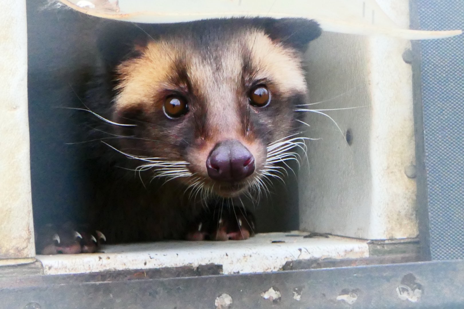 Sumatran White-bearded Civet - 1-1-19 - Hamerton