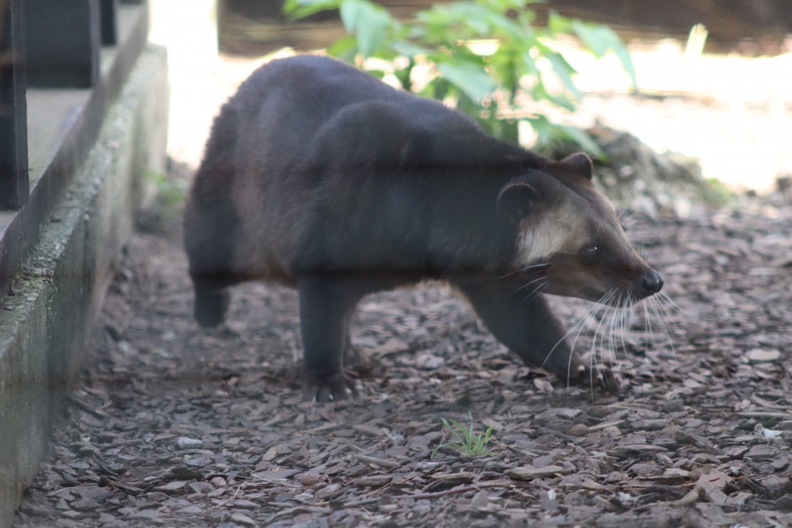 Sumatran White-bearded Civet - 12 September 2020