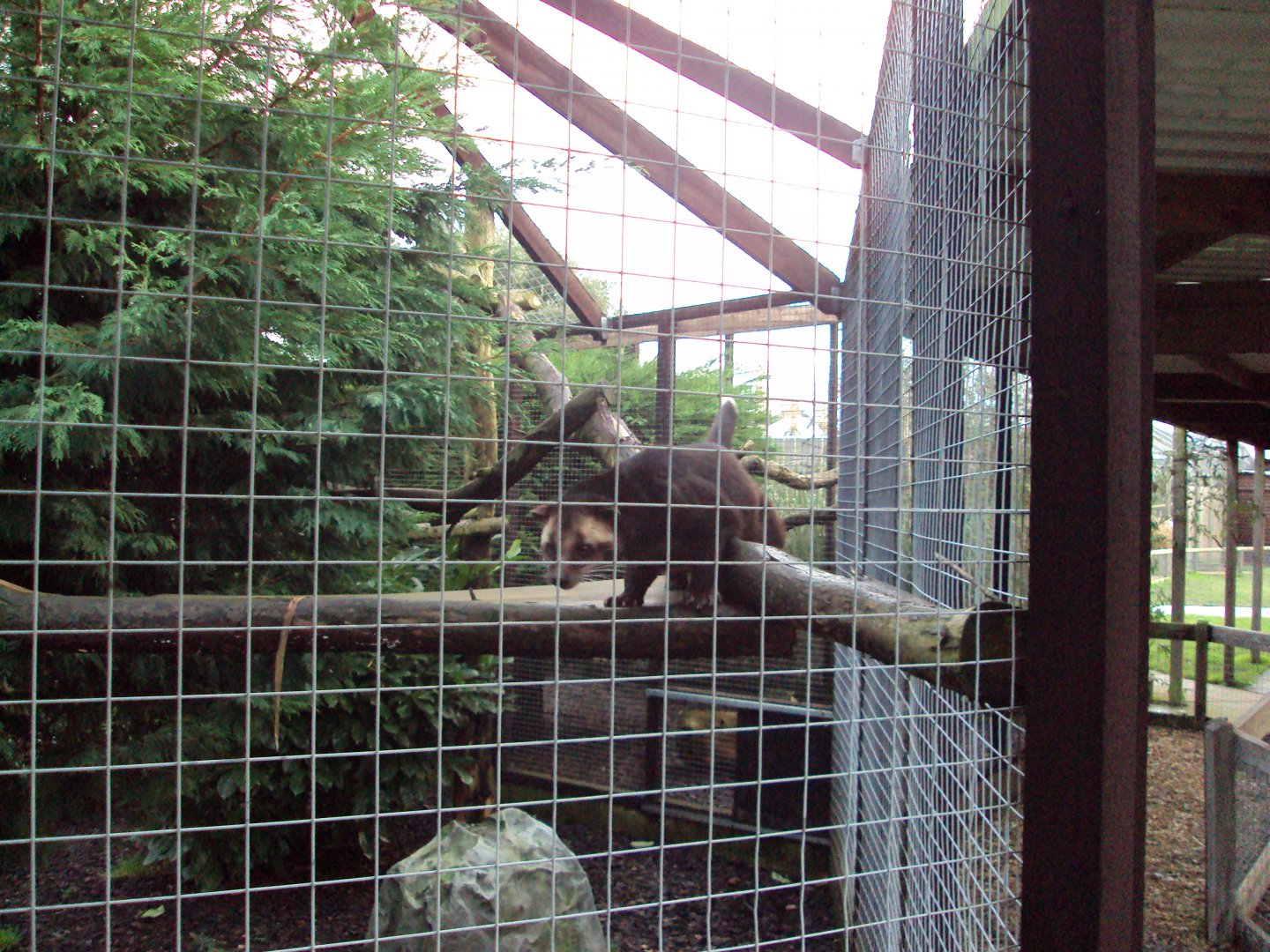 Sumatran White-bearded Civet 22/12/2019