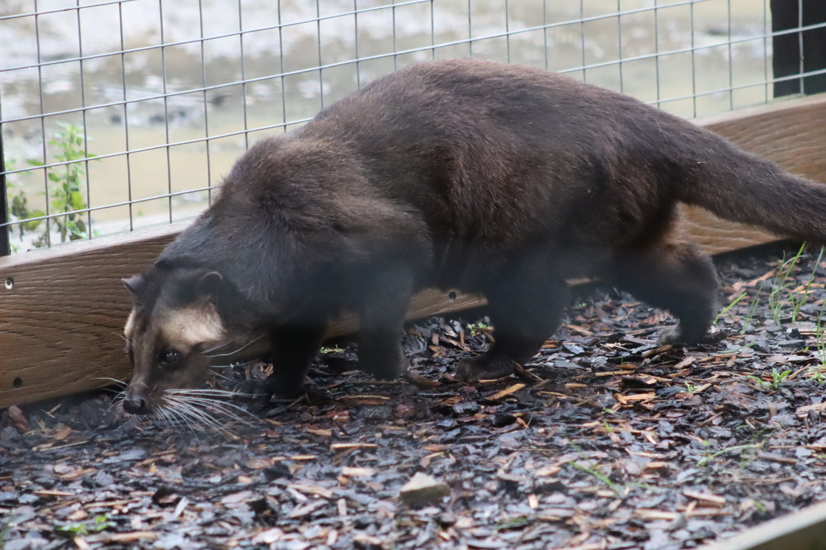 Sumatran white-bearded civet - 8 November 2022