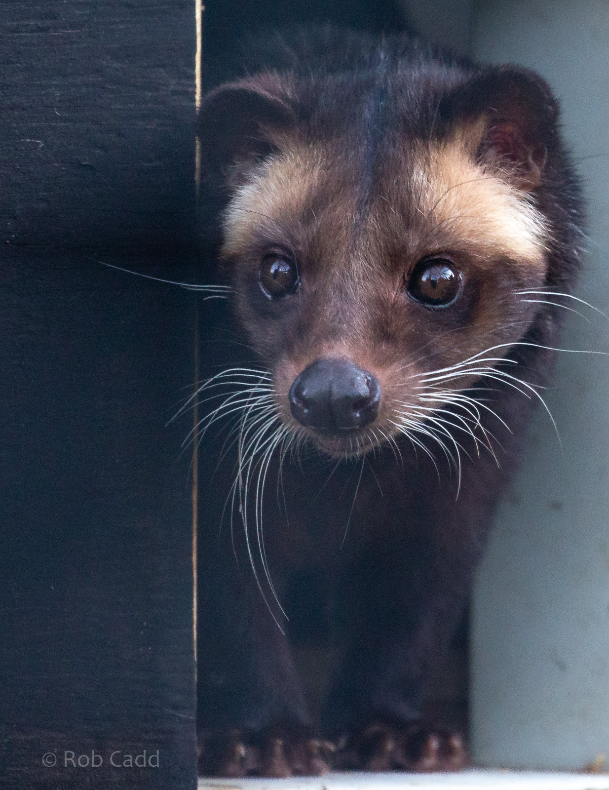 Sumatran white-bearded civet : Hamerton : 02 Dec 2018