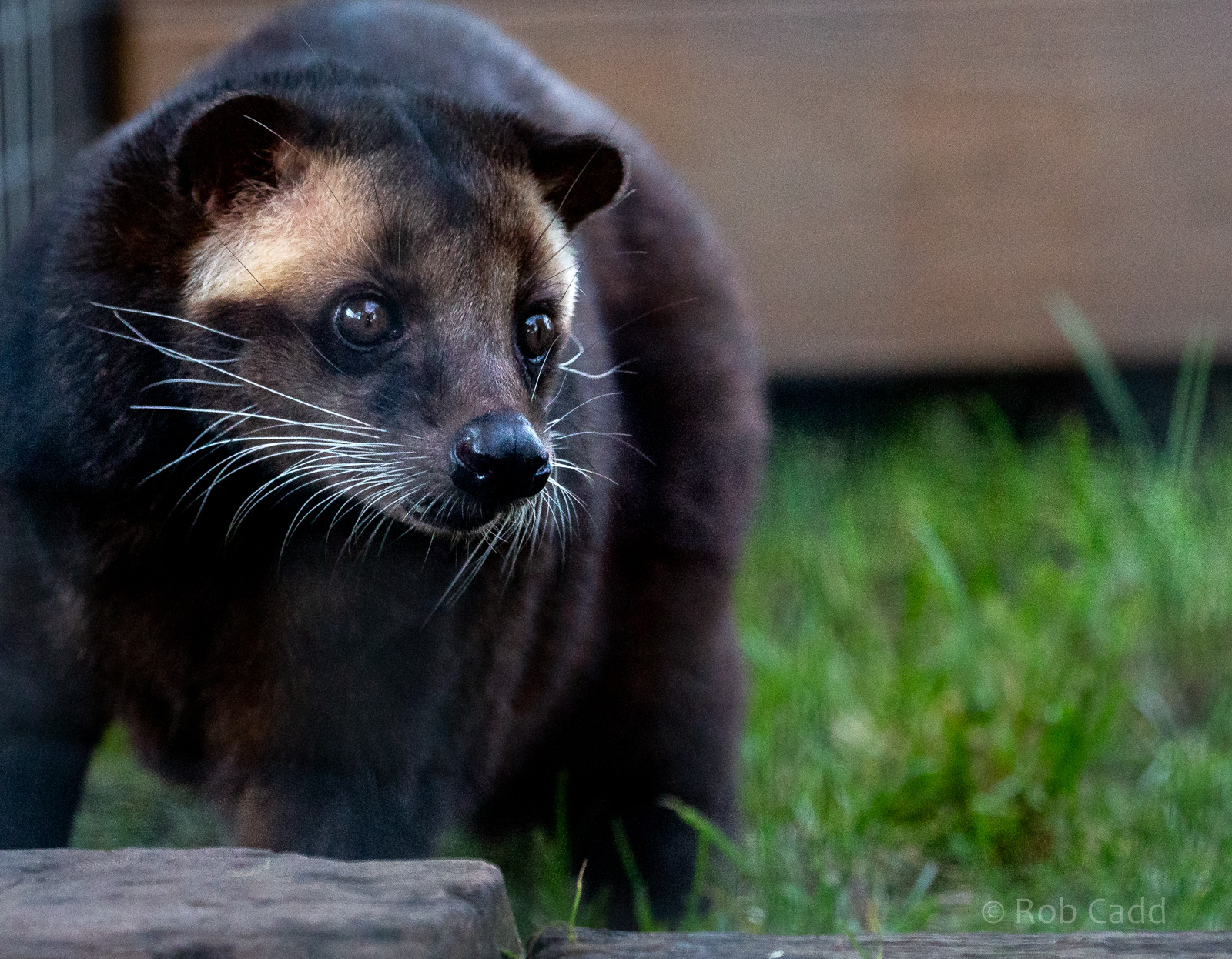Sumatran white-bearded civet : Hamerton : 02 Dec 2018