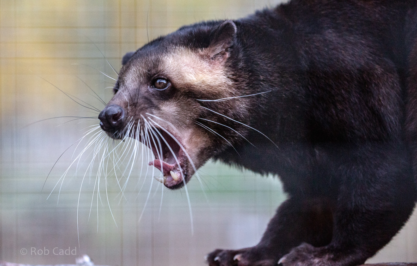 Sumatran white-bearded civet : Hamerton : 02 Dec 2018