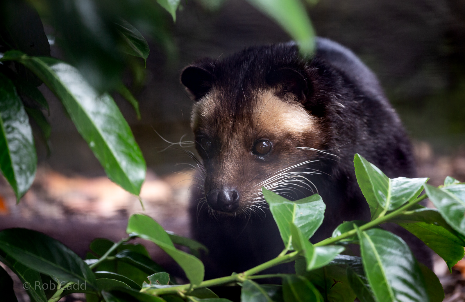 Sumatran white-bearded civet : Hamerton : 15 Jun 2020