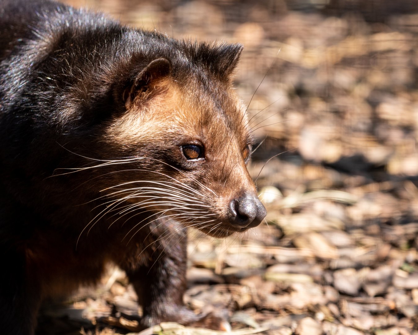 Sumatran white-bearded civet / Hamerton / 23-6-21