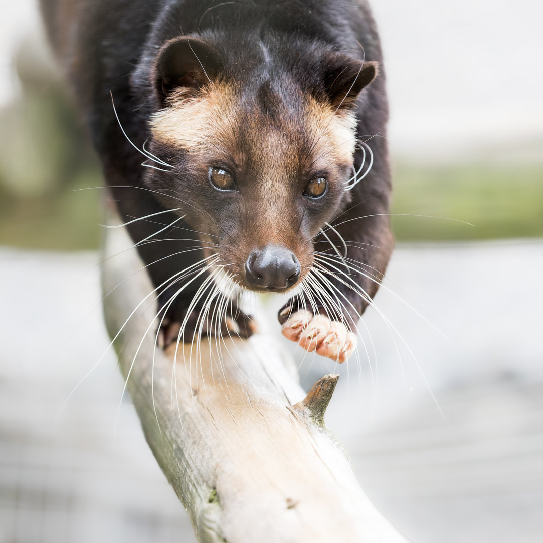 Sumatran White-bearded Civet / Hamerton / 25-7-23