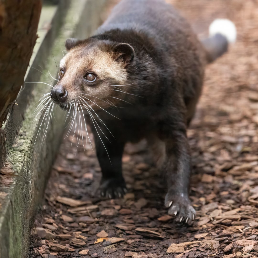 Sumatran White-bearded Civet / Hamerton / 7-10-21