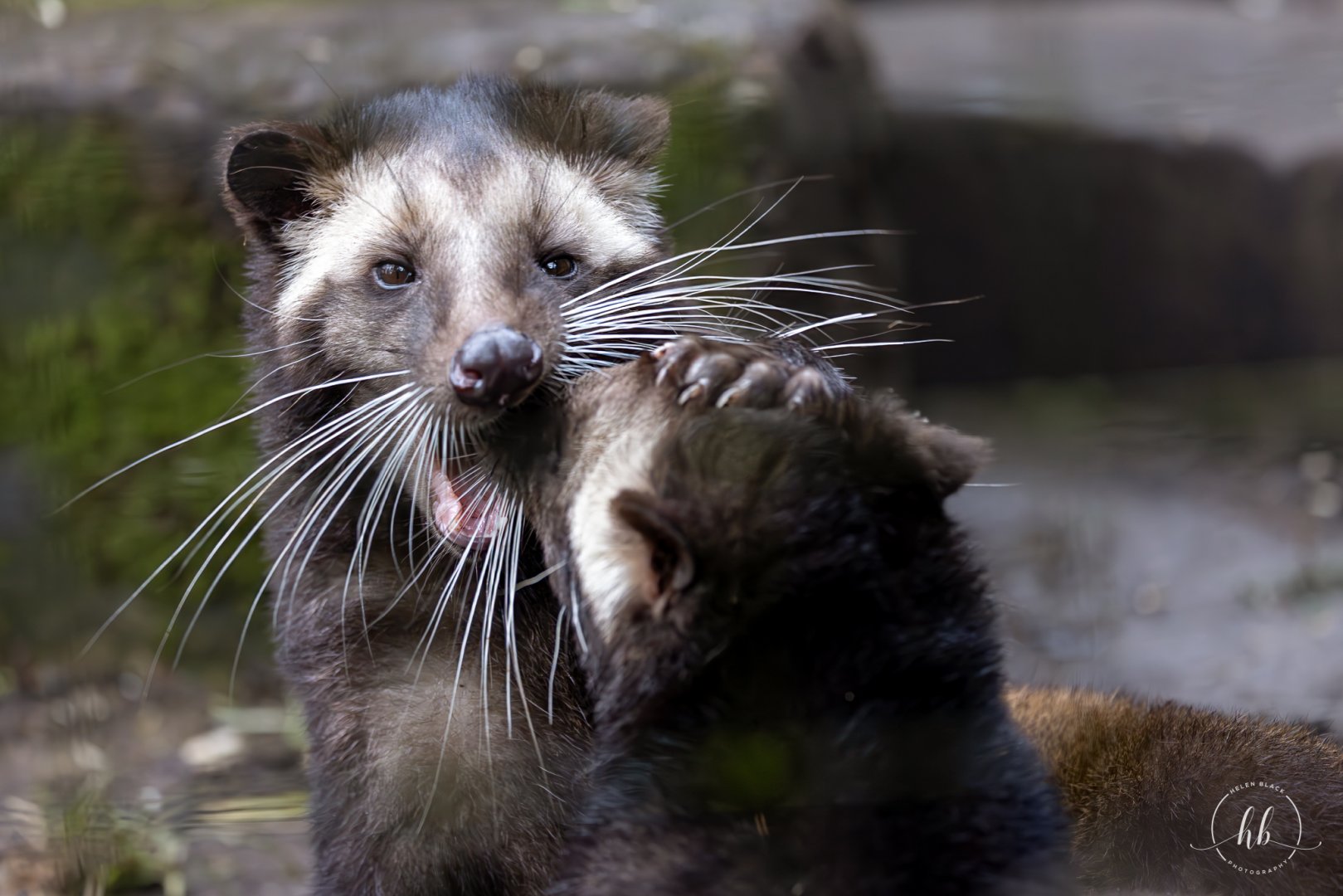 Sumatran White-bearded Civet kits / Hamerton / 14-1-24