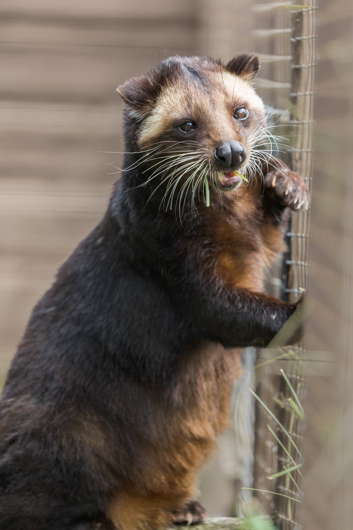 Sumatran white-bearded Civet / Masked Palm Civet / Hamerton / 13-9-23