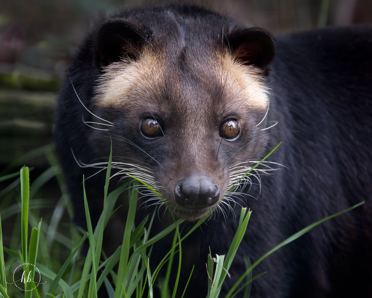 Sumatran White-bearded Civet (Masked Palm Civet) / Hamerton / 26-3-24