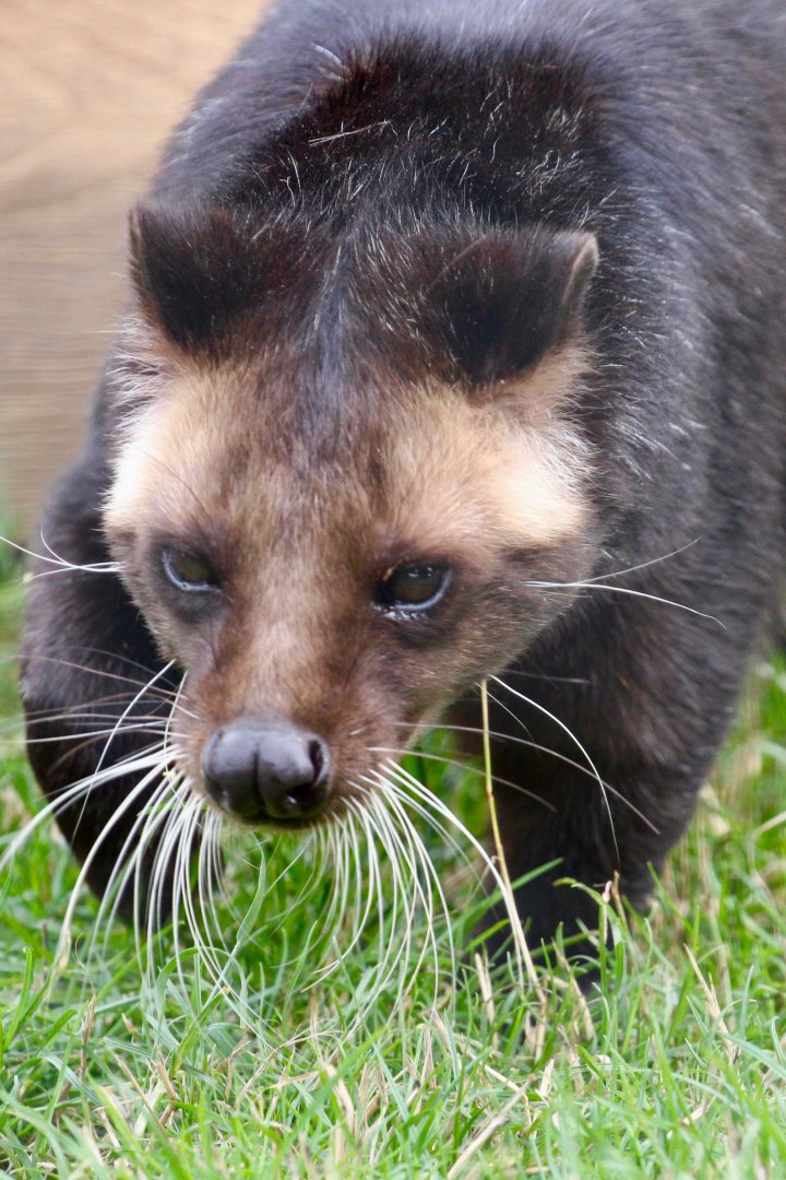 Sumatran White-bearded Civet