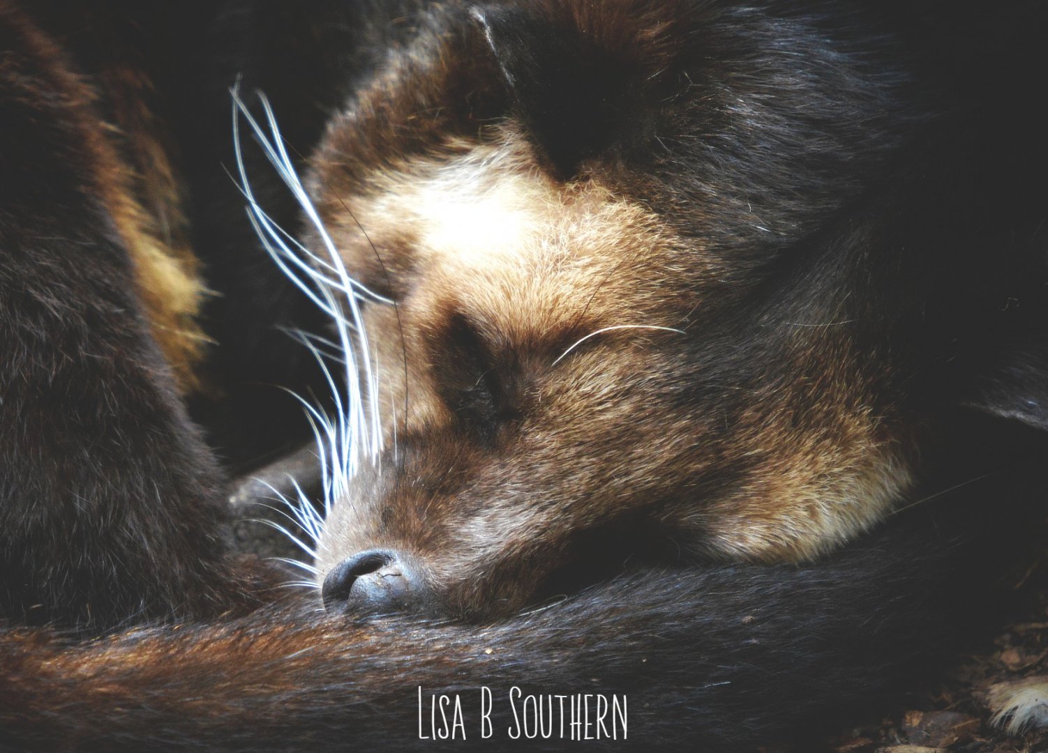 Sumatran white bearded civet