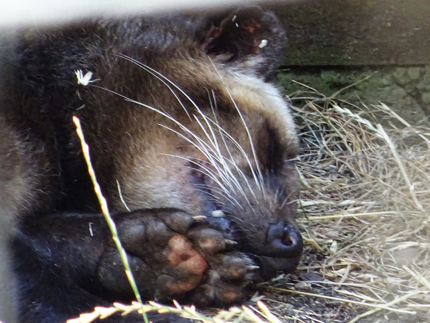 Sumatran White-Bearded Civet