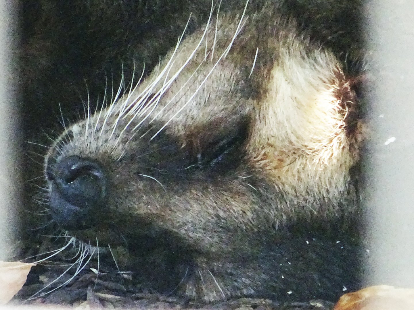 Sumatran White-Bearded Civet