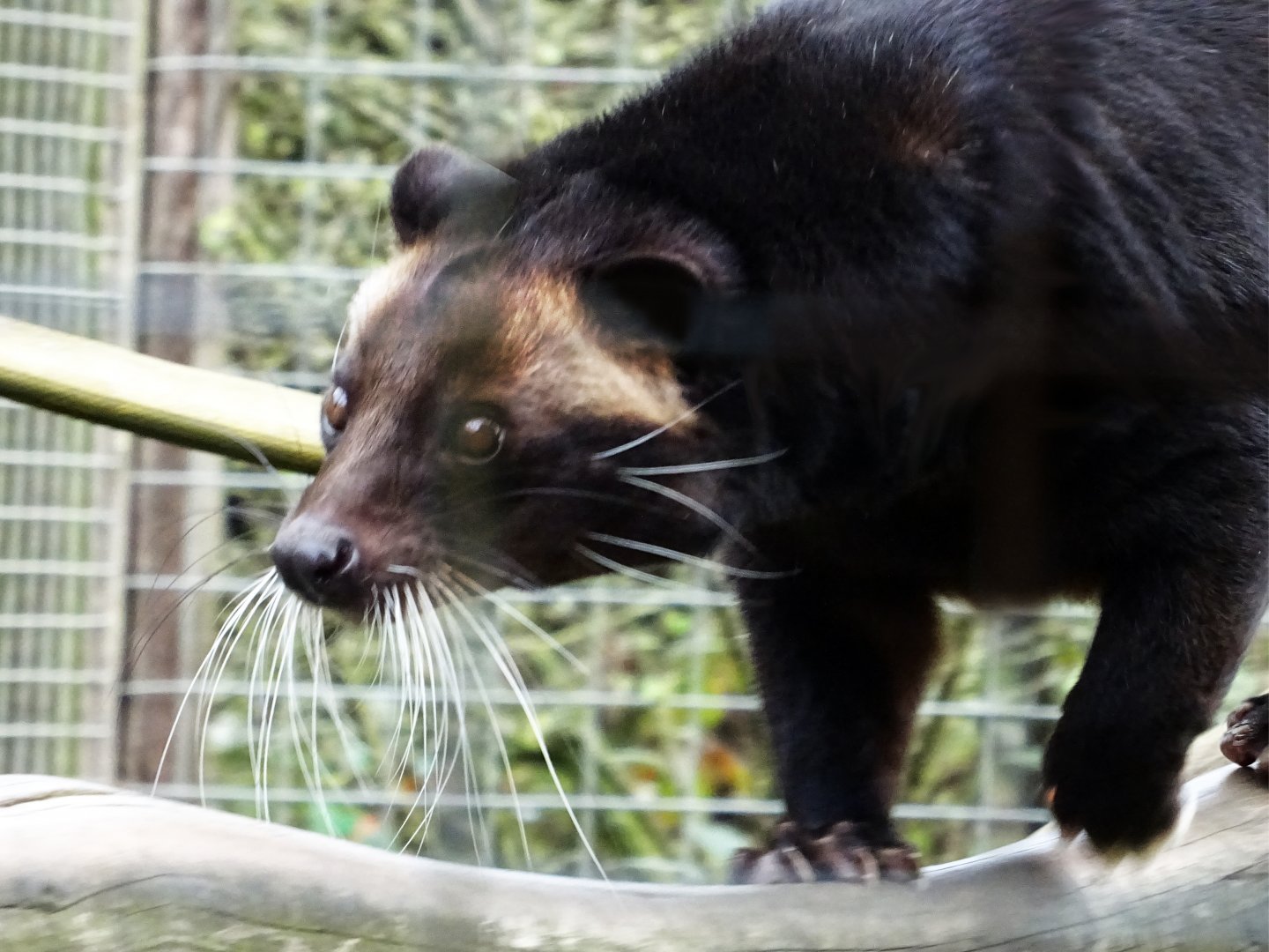 Sumatran White-Bearded Civet
