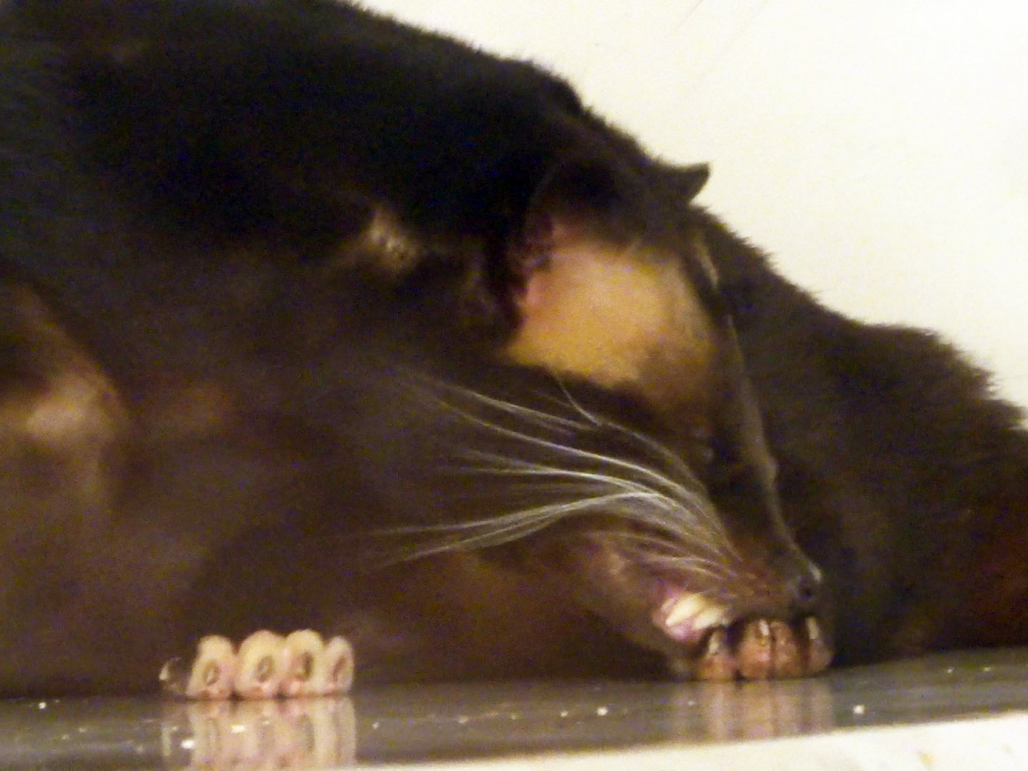 Sumatran White-Bearded Civet