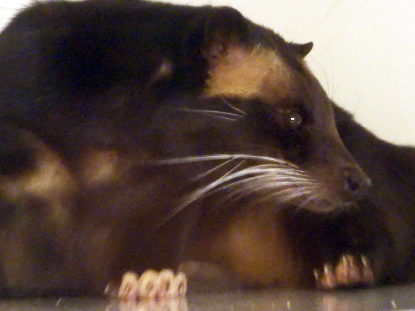 Sumatran White-Bearded Civet