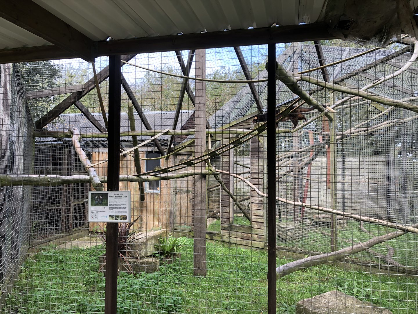 Sumatran White-bearded Palm Civet Enclosure at Hamerton Zoo Park (October 2023)