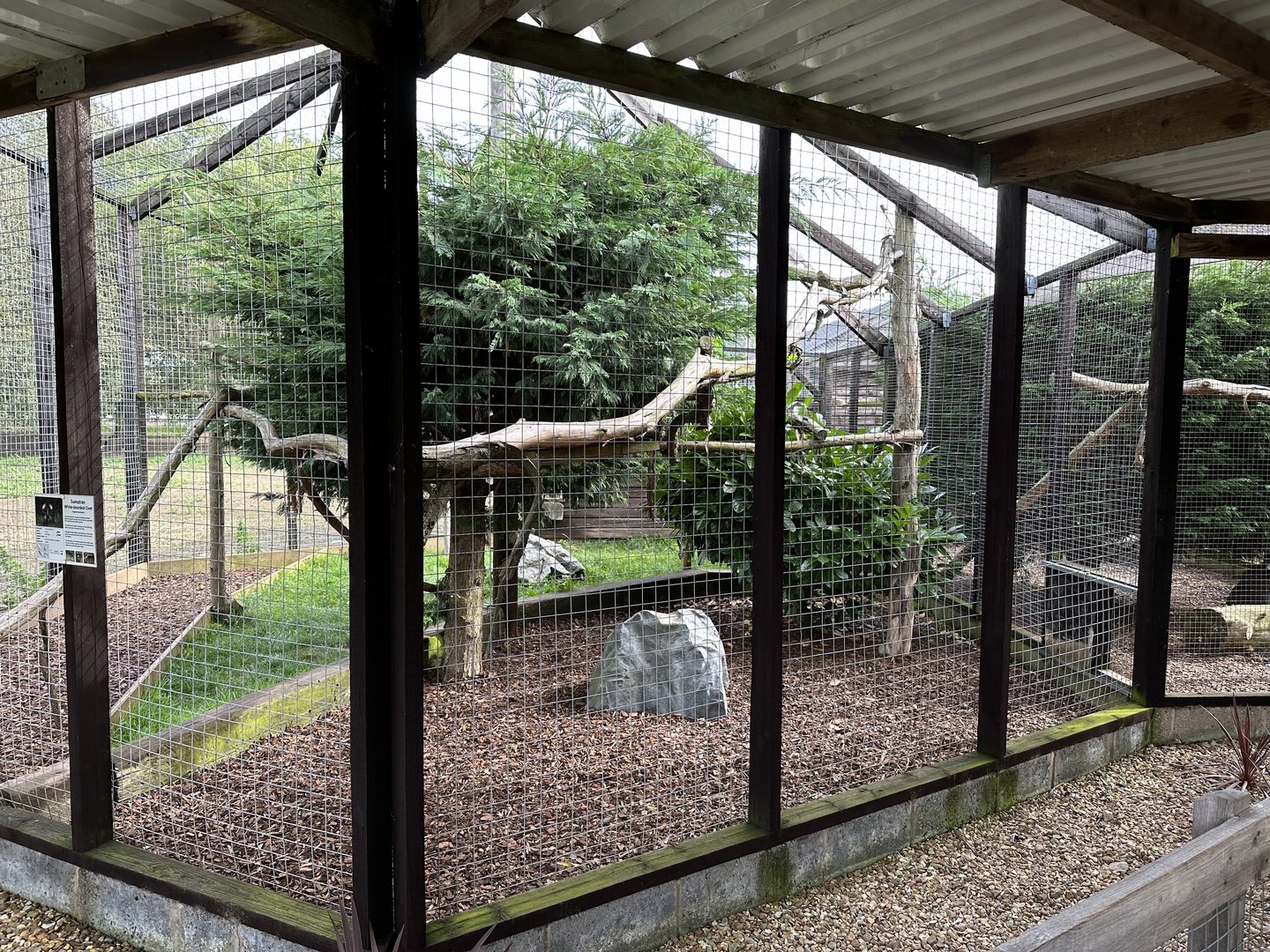 Sumatran White-bearded Palm Civet Enclosure at Hamerton Zoo Park (October 2023)