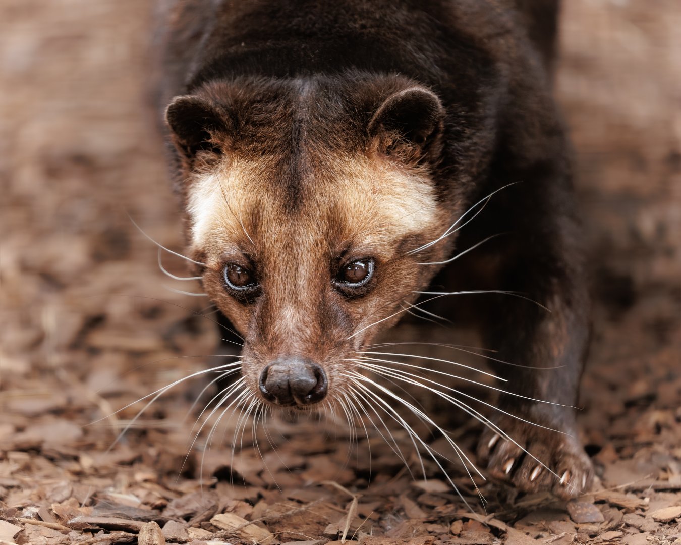 Sumatran white-bearded Palm Civet / Hamerton / 3-5-22