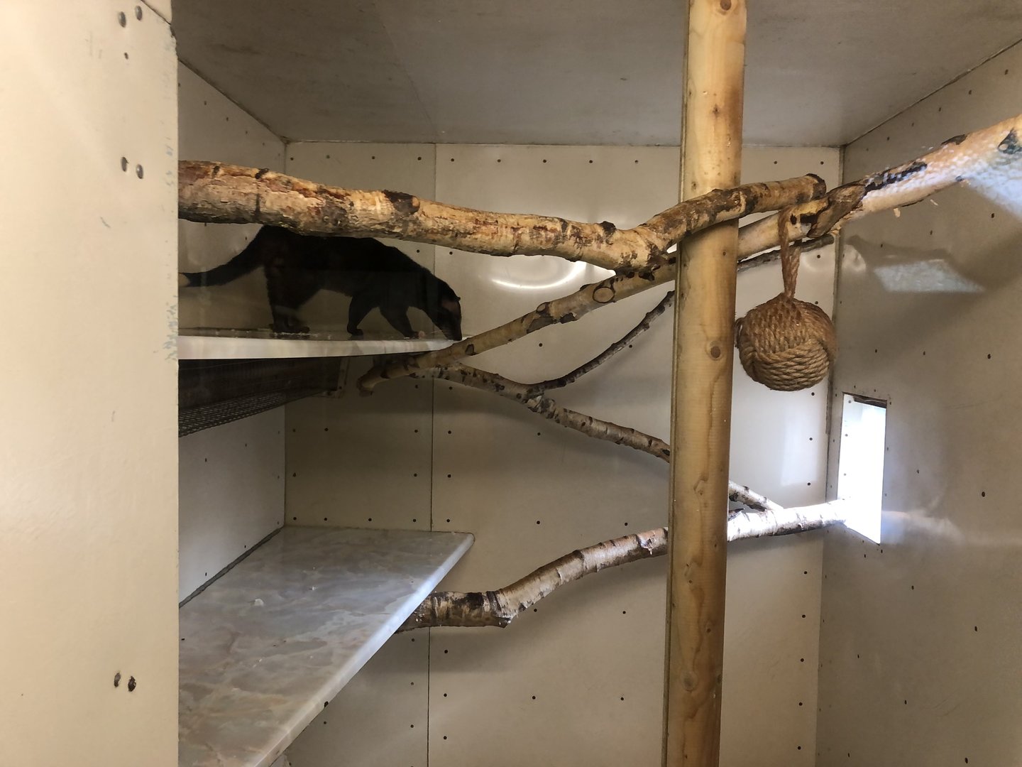 Sumatran White-bearded Palm Civet Indoor Enclosure at Hamerton Zoo Park (October 2023)