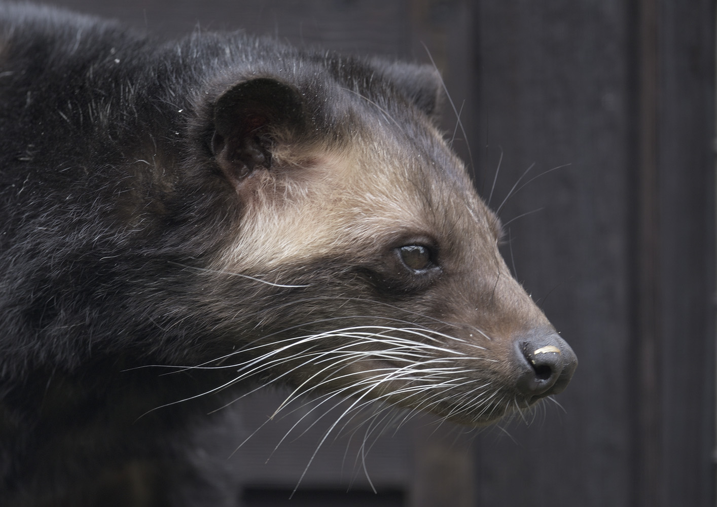 Sumatran white-bearded palm civet profile