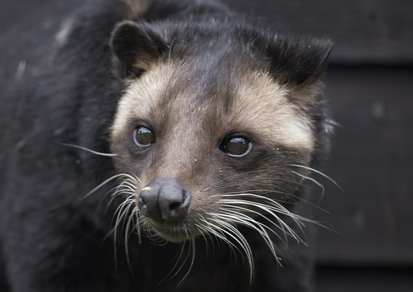 Sumatran white-bearded palm civet
