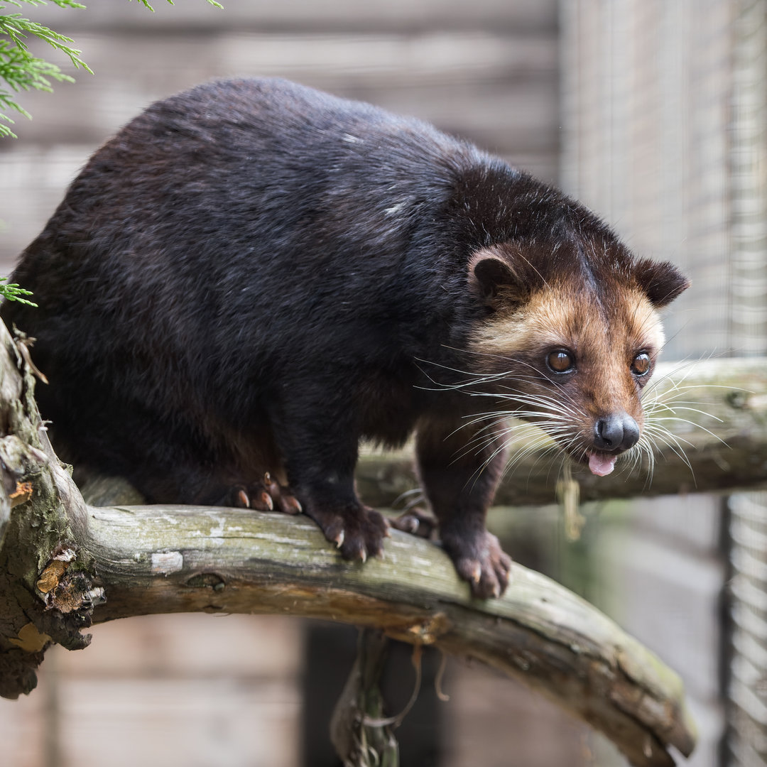 Sumatran White-beared Civet / Masket Palm Civet / Hamerton / 13-9-23