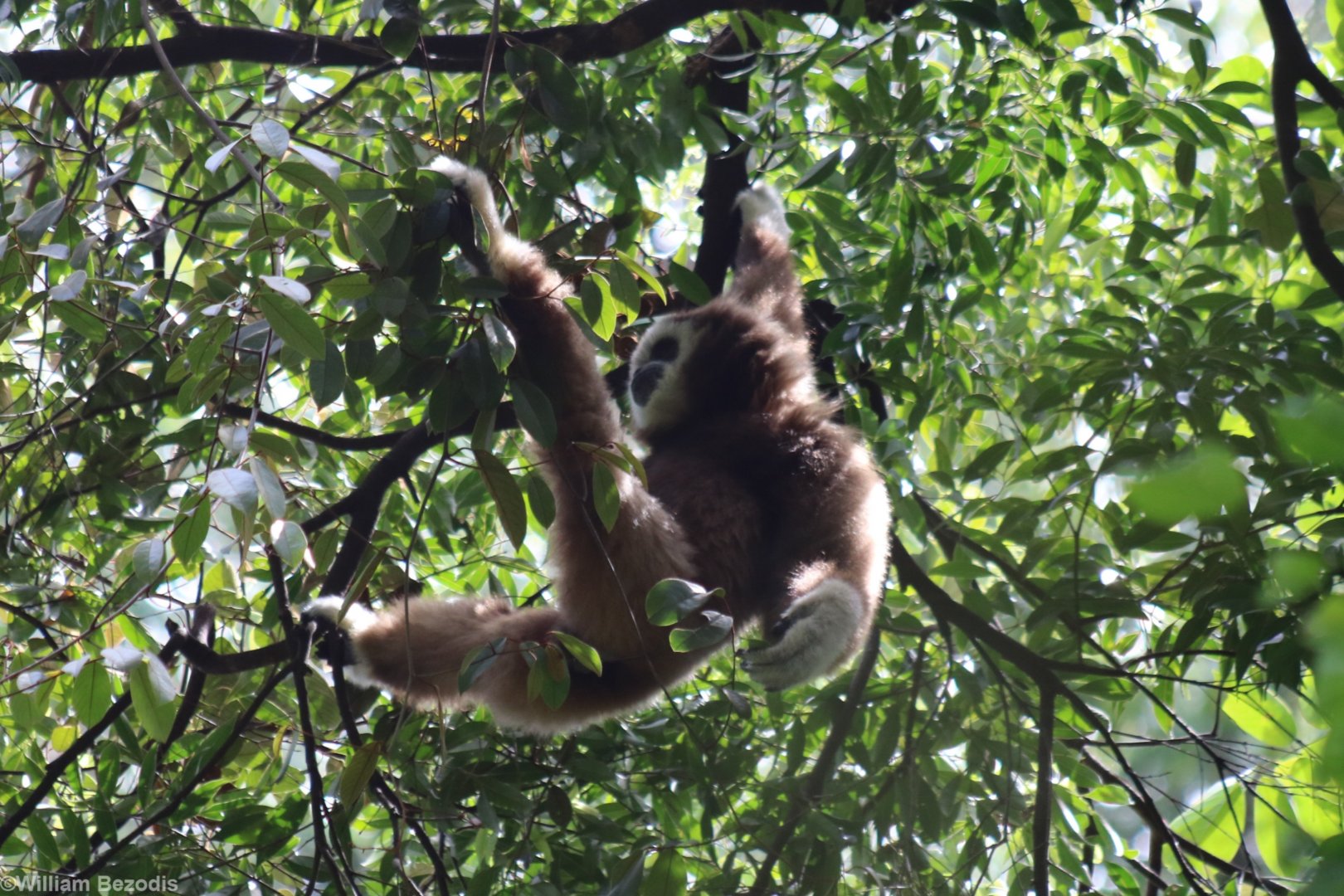 Sumatran White-handed Gibbon
