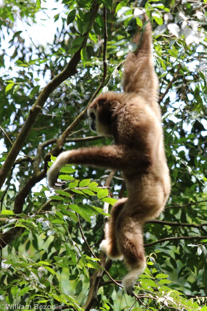 Sumatran White-handed Gibbon
