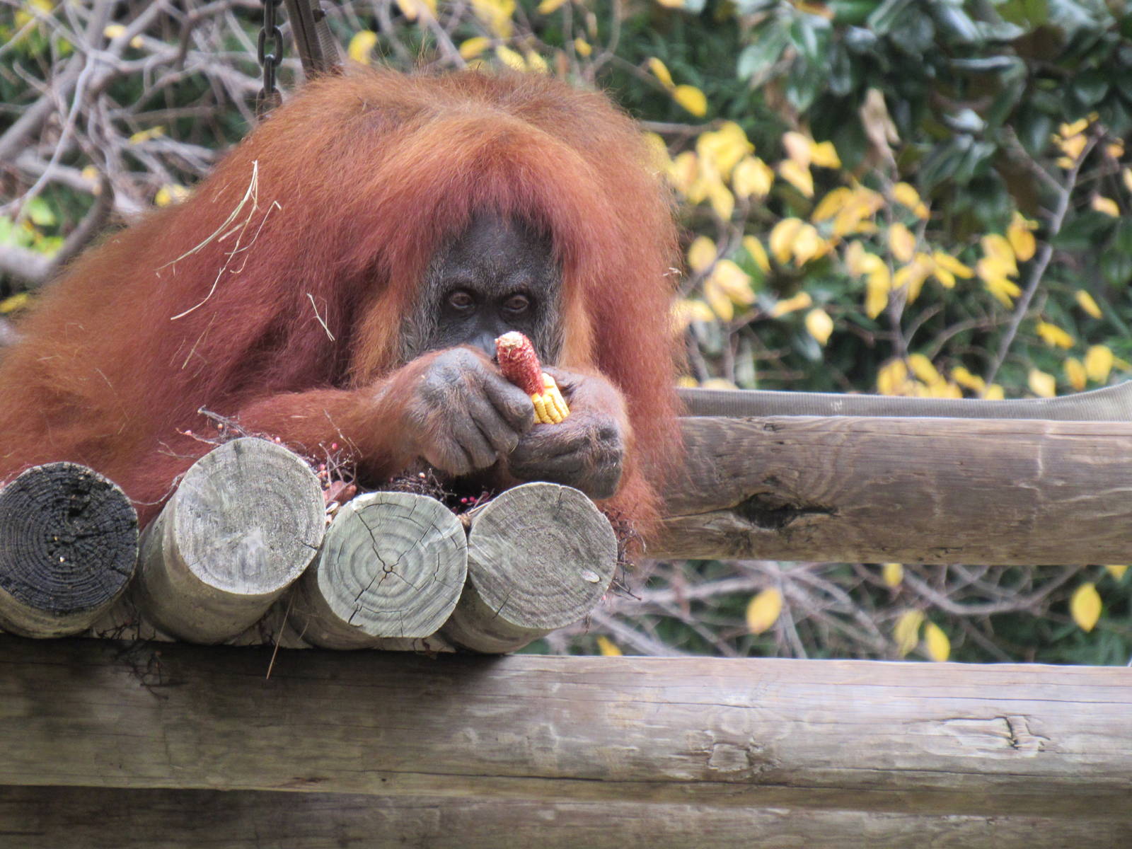 Sumatran_Orangutan2