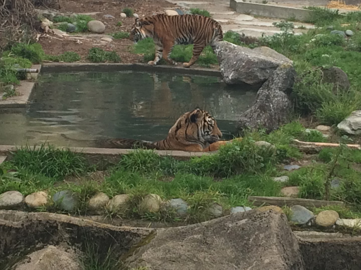 Sumatrans Leanne and Larry