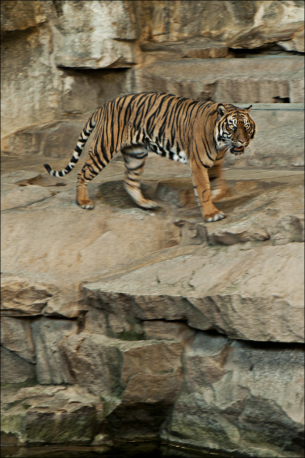 Sumatrean tiger at Berlin Tierpark