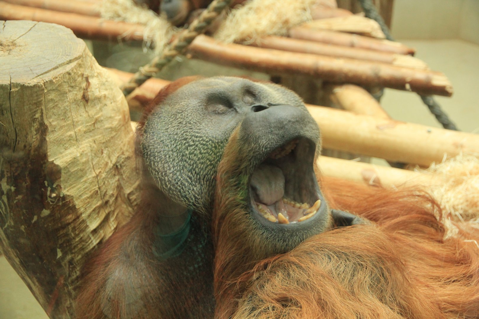 Sumatrian Orang Utan (November 2016)