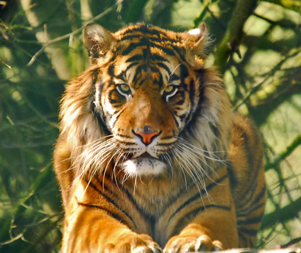 sumatrian tiger male